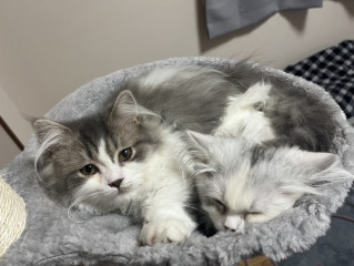 猫の毛