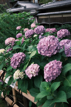 紫陽花
