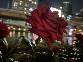 始めてみたいこと