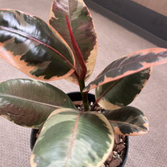 大好き