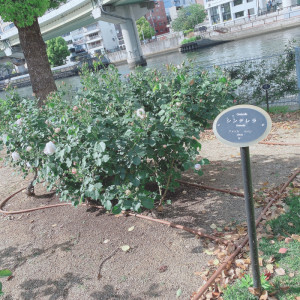 花「シンデレラ」