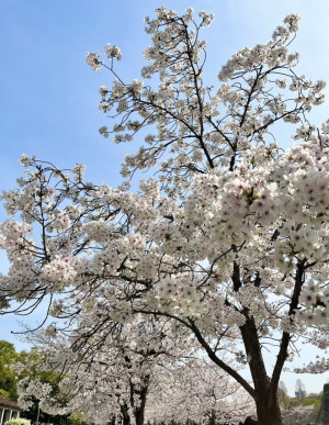 花粉にまつわる話