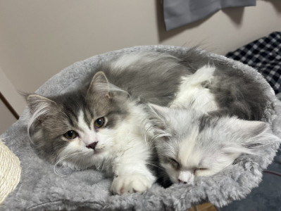 猫の毛