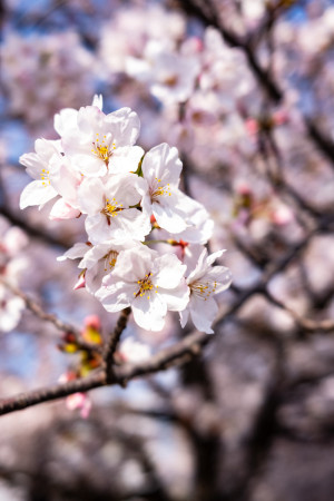 お花見