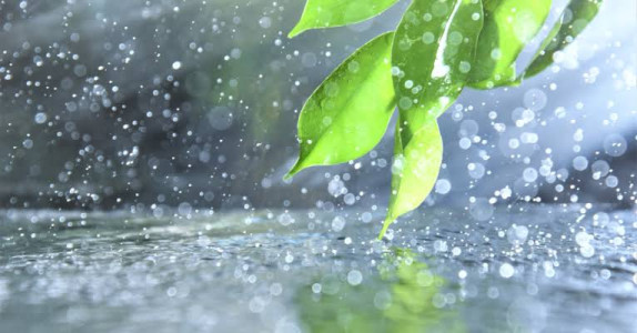 雨の朝は、そっと寄り添いたくなる。
