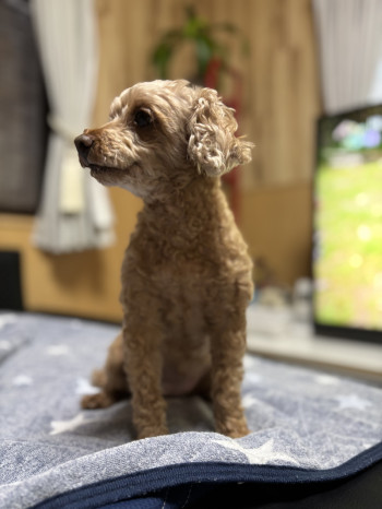 犬系