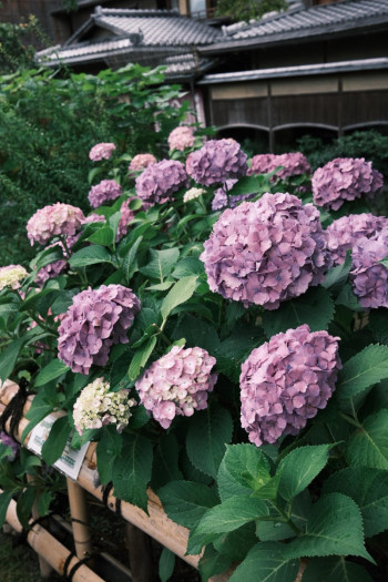 紫陽花