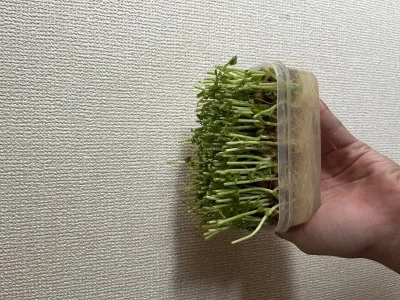 野菜高すぎん？