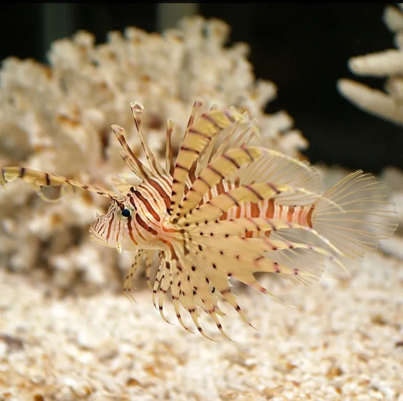 毒のある生物が派手な理由