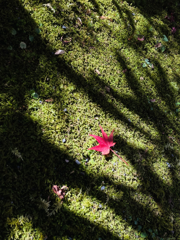 京都紅葉