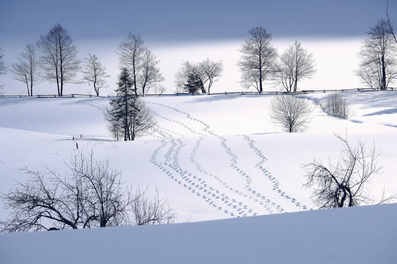 雪