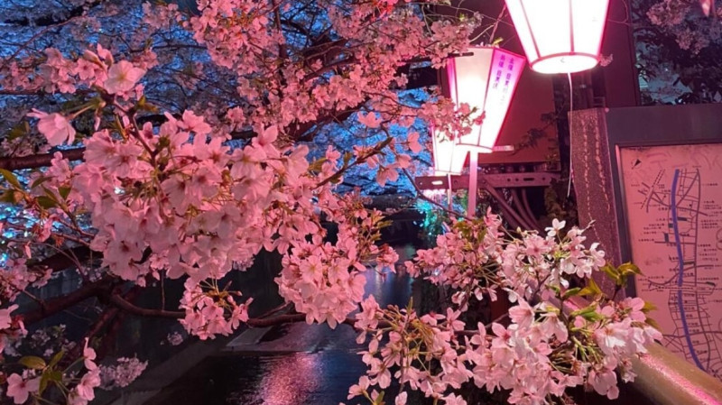 夜桜の魅力