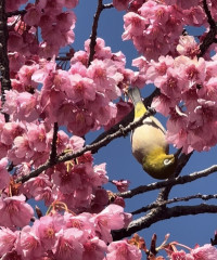 寒緋桜とメジロ