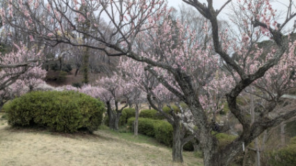 春の訪れはいつのことやら・・・