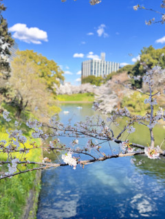 春の風物詩