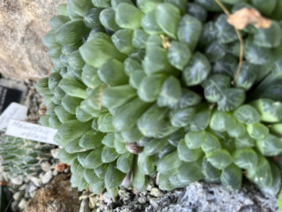多肉植物が好きです。