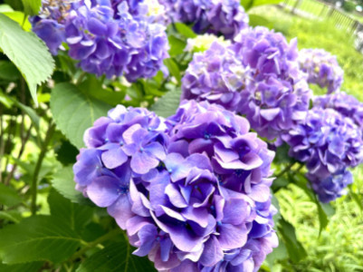 紫陽花☆