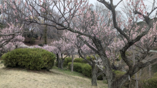 春の訪れはいつのことやら・・・