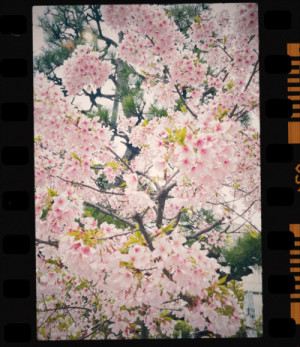 やっぱり桜は、、、