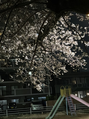 夜桜?ですねー
