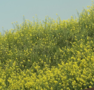 一面の菜の花畑