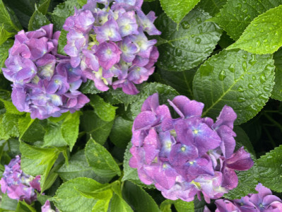 紫陽花があちこちに咲いていますね?