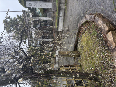 梅の花と神社
