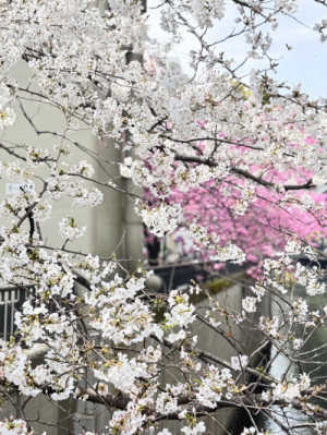 桜満開もちらほら咲いてました