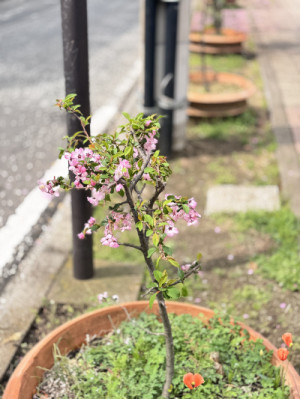 お花が綺麗と集中してたら