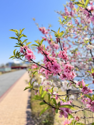 桜が舞い踊る