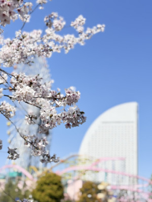 お花見日和