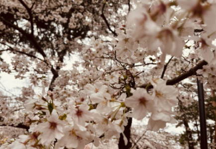 桜の季節??