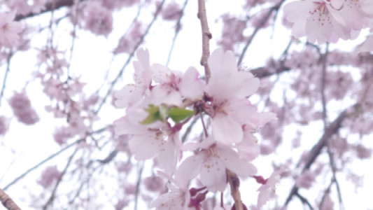 明日は、晴れるかな