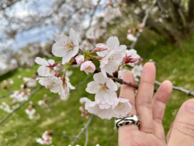 Sakura☆