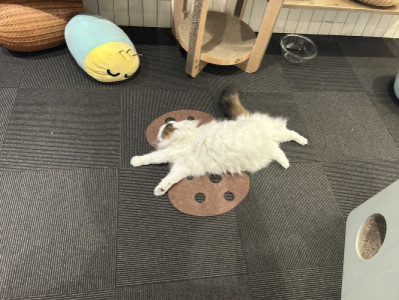 ネコ?