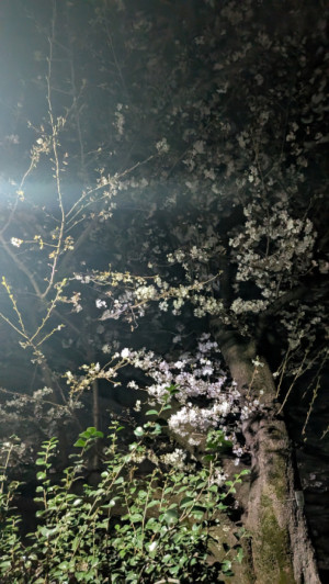 桜の季節は今年も短そう