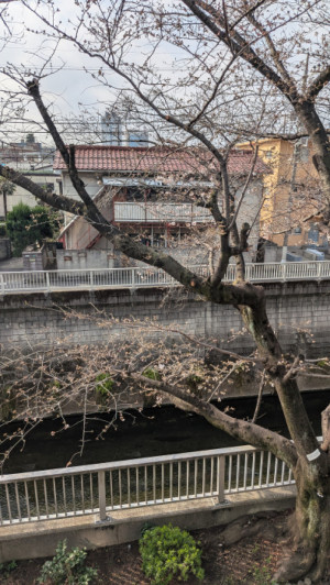 散るからこそ美しい？