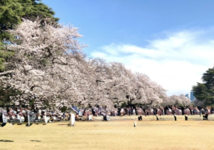 桜の季節