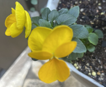 お花も神がないと…