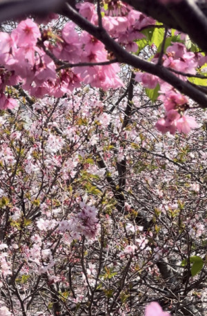 桜でリラックス…
