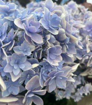 紫陽花…?