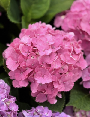 紫陽花の言葉…??