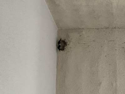 ツバメ見つけました?