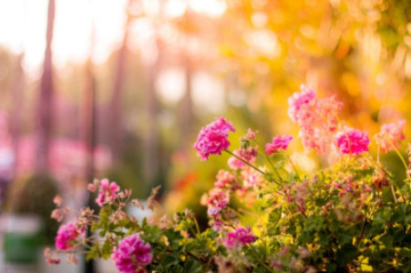 花とコンクリートと、撮りかけの写真