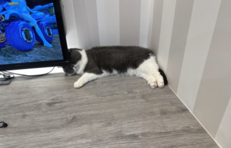 猫カフェって本当に癒されるのか