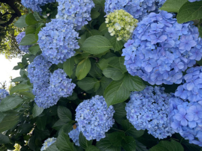空梅雨、紫陽花、七夕の空。