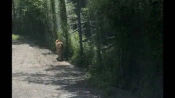 地面師一気見で朝に?