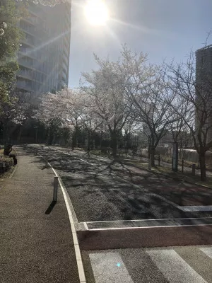 赤坂桜