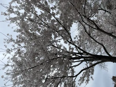 桜　満開？