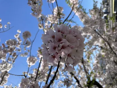 まん丸に咲く桜
